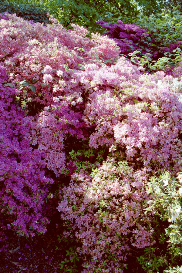 June blossoms in Kew Gardens