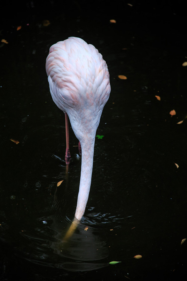Flamingos in Kensington